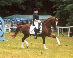 stallion Enrico (German Riding Pony, 1991, from Ergano)