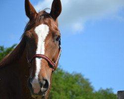 broodmare Bella Donna (Hanoverian, 1999, from Brentano II)