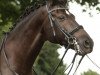 dressage horse Banjabi (German Sport Horse, 2002)