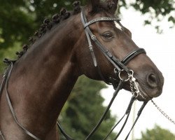 dressage horse Banjabi (German Sport Horse, 2002)