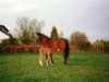 broodmare Muecke (German Riding Pony, 1977, from Merafic ox)
