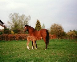 Zuchtstute Muecke (Deutsches Reitpony, 1977, von Merafic ox)