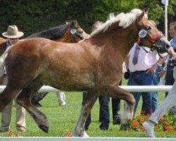 broodmare Ninifee (Rhenish-German Cold-Blood, 2006, from Nelson)