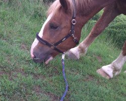 horse D'Artagnan (South German draft horse, 2006, from Valley)