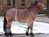 stallion Herbert (Rhenish-German Cold-Blood, 2008, from Helmut)