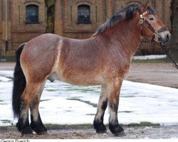 stallion Herbert (Rhenish-German Cold-Blood, 2008, from Helmut)