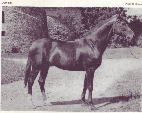 stallion Courlis AA (Anglo-Arabs, 1955, from Royal Nostra 1935 AA)