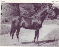 Deckhengst Courlis AA (Anglo-Araber, 1955, von Royal Nostra 1935 AA)