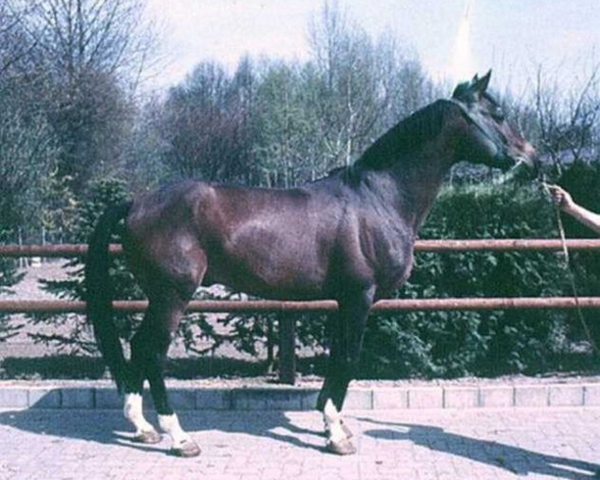 Deckhengst Colorado x (Anglo-Araber, 1970, von Courlis AA)