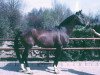stallion Colorado X (Anglo-Arabs, 1970, from Courlis AA)