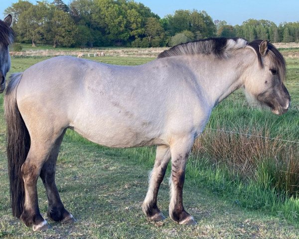 Pferd Marlyn (Fjordpferd, 2016, von Turbo Romeo N.2573)