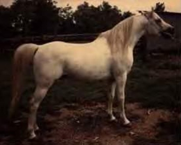 stallion Hadbah 1957 ox (Arabian thoroughbred, 1957, from Fabah 1950 ox)