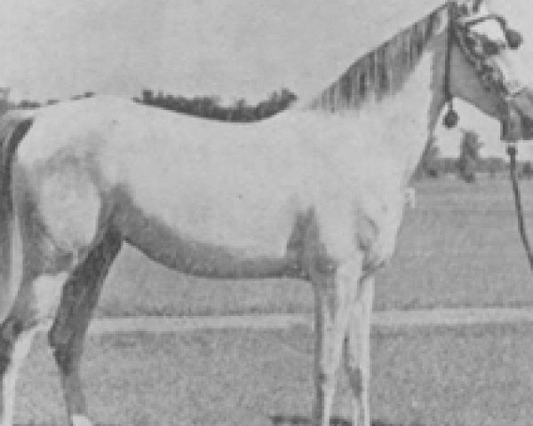 broodmare Mamdouha 1940 RAS (Arabian thoroughbred, 1940, from Kheir 1924 RAS)