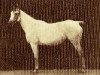 broodmare Bint Obeya 1912 RAS (Arabian thoroughbred, 1912, from El Halabi RAS)