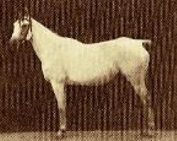 broodmare Bint Obeya 1912 RAS (Arabian thoroughbred, 1912, from El Halabi RAS)