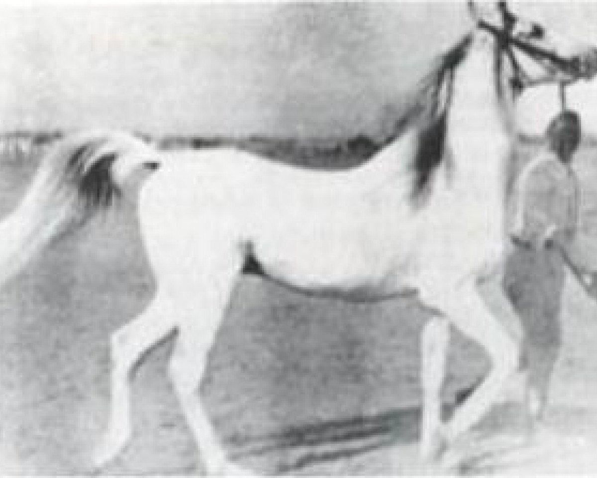 stallion Nabras 1921 RAS (Arabian purebred, 1921, from Wüstenaraber)