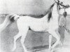 stallion Nabras 1921 RAS (Arabian thoroughbred, 1921, from Wüstenaraber)