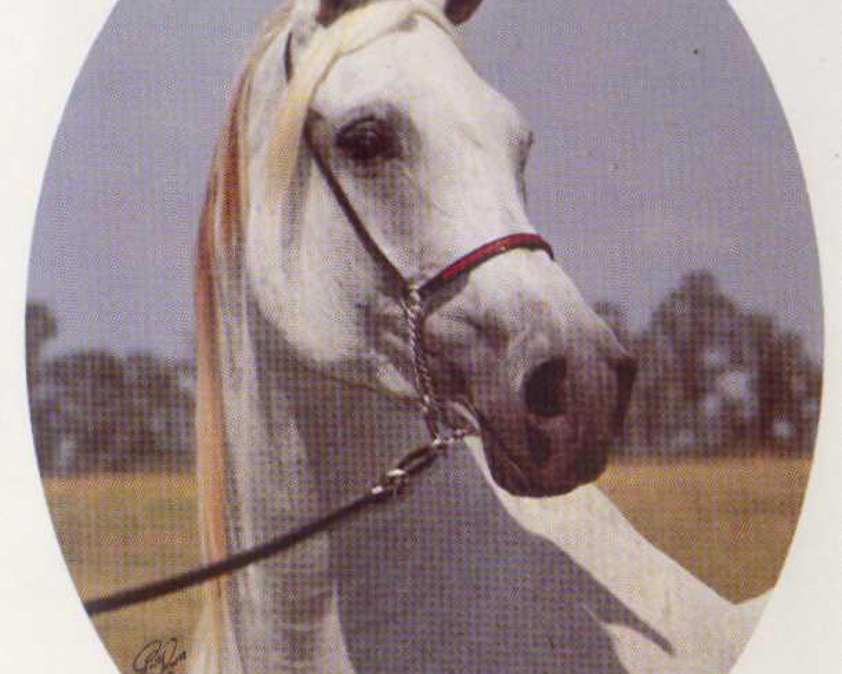broodmare Anchor Hill Hamla 1966 ox (Arabian purebred, 1966, from Hadbah 1957 ox)