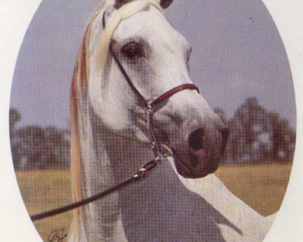 broodmare Anchor Hill Hamla 1966 ox (Arabian thoroughbred, 1966, from Hadbah 1957 ox)