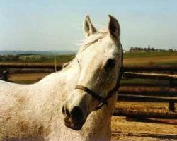 broodmare Foze 1959 EAO (Arabian thoroughbred, 1959, from Nazeer 1934 RAS)