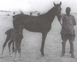 broodmare Shams ox (Arabian thoroughbred, 1938, from Mashaan 1925 O.A.)