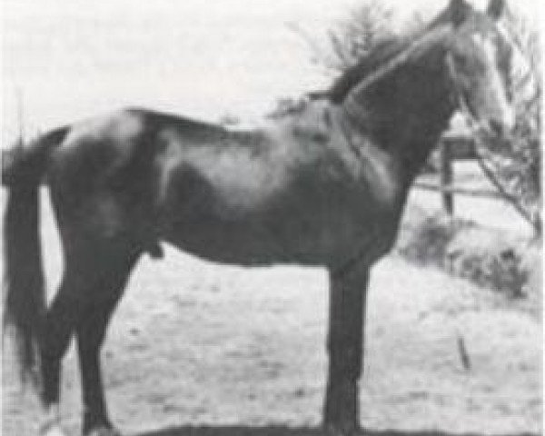 stallion Mashaan 1925 O.A. (Arabian thoroughbred, 1925)
