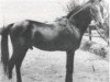 stallion Mashaan 1925 O.A. (Arabian thoroughbred, 1925)
