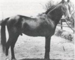 stallion Mashaan 1925 O.A. (Arabian purebred, 1925)