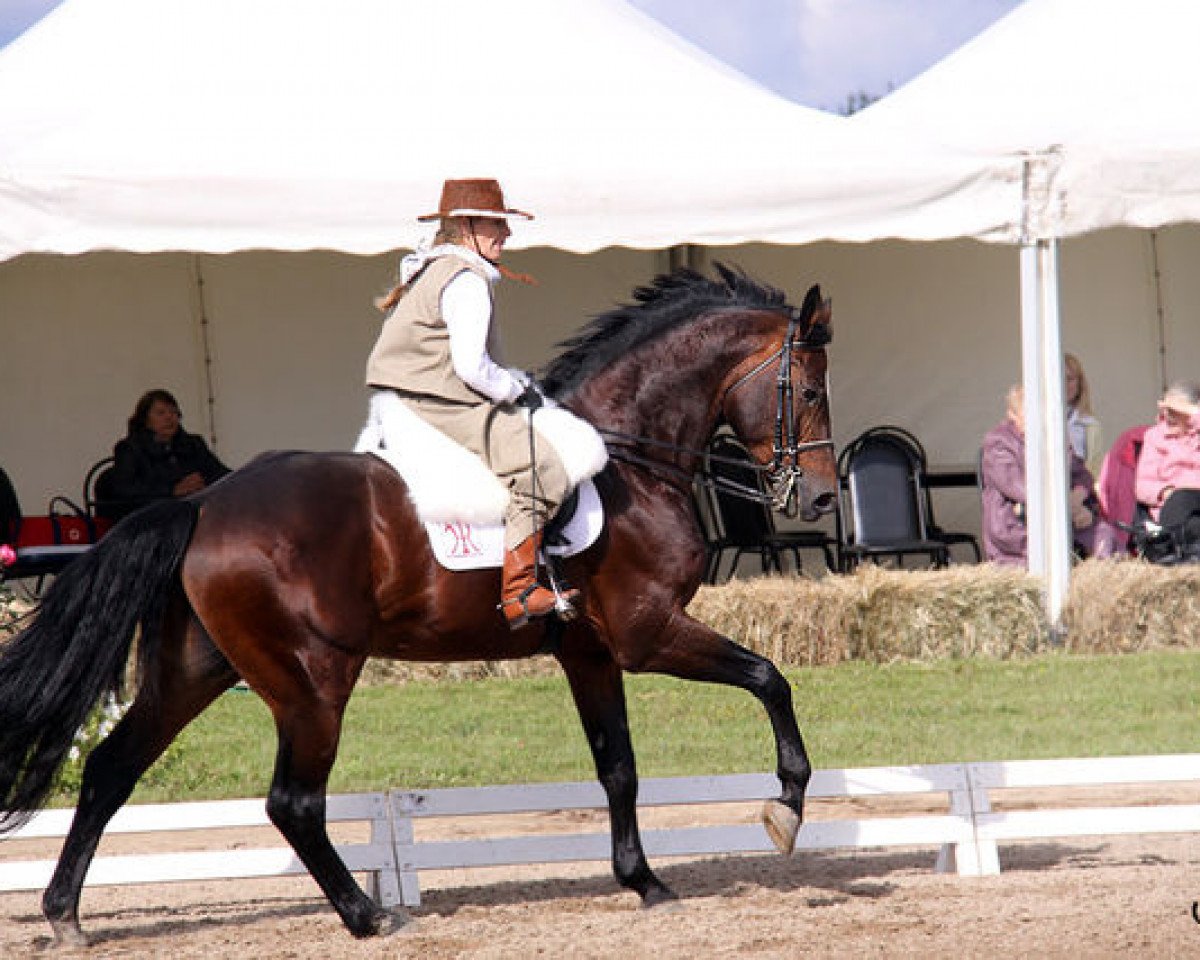 stallion World Diamond O (Hanoverian, 1998, from White Star)