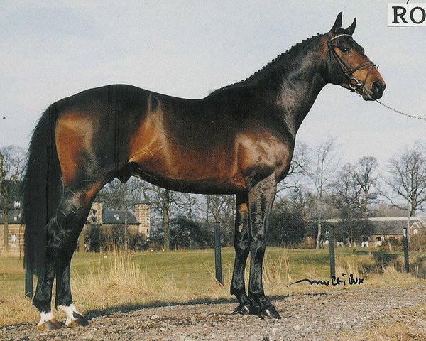 Pferd Velcome Fontaine (Selle Français, 1987, von Almé Z)
