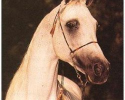 horse Ansata Samira 1973 EAO (Arabian thoroughbred, 1973, from Ansata Ibn Halima 1958 EAO)