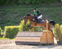 dressage horse Rocafina (Westfale, 2014, from Rock For You 2)