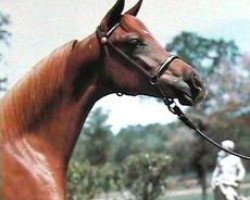 broodmare Ansata Wanisa 1976 EAO (Arabian thoroughbred, 1976, from Ansata Ibn Sudan ox)