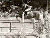 horse Variante (German Riding Pony, 1982, from Valentino)