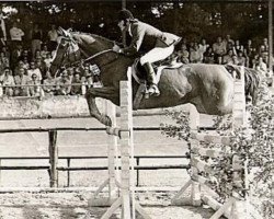 broodmare Variante (German Riding Pony, 1982, from Valentino)