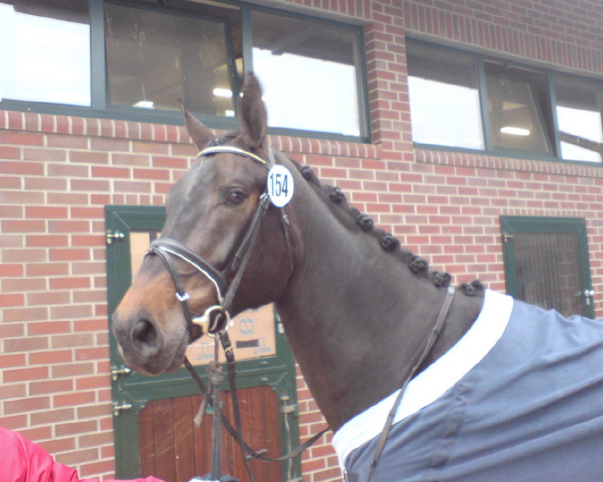 broodmare Welana (Oldenburg, 2004, from Con Capitol)