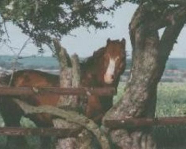 stallion Varndell Right Royal (Welsh-Pony (Section B), 1977, from Downland Mandarin)