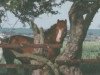 stallion Varndell Right Royal (Welsh-Pony (Section B), 1977, from Downland Mandarin)