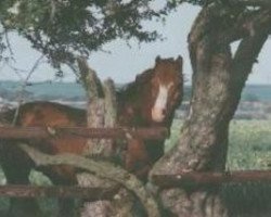 Deckhengst Varndell Right Royal (Welsh Pony (Sek.B), 1977, von Downland Mandarin)