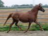 Zuchtstute Schoenbrunn Darly (Welsh Pony (Sek.B), 1987, von Varndell Right Royal)