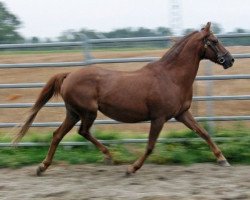 Zuchtstute Schoenbrunn Darly (Welsh Pony (Sek.B), 1987, von Varndell Right Royal)