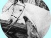 broodmare Ansata Bint Nazeer 1960 EAO (Arabian thoroughbred, 1960, from Nazeer 1934 RAS)