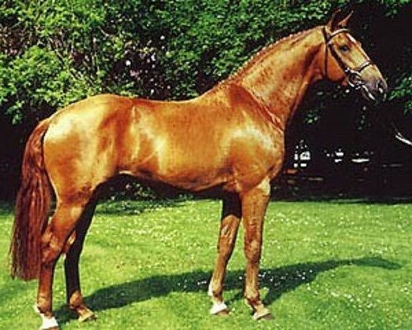 stallion Lakai (Holsteiner, 1981, from Latino)