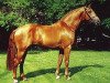 stallion Lakai (Holsteiner, 1981, from Latino)