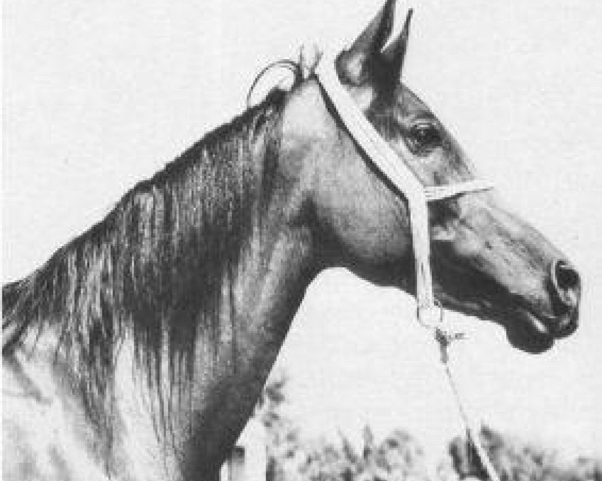 broodmare El Bataa 1944 RAS (Arabian purebred, 1944, from Sheikh el Arab 1933 RAS)