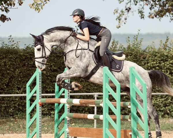 jumper Herceg 16 (Polish Warmblood, 2016, from Siglavy Capriola Delceg (e.Sik...)