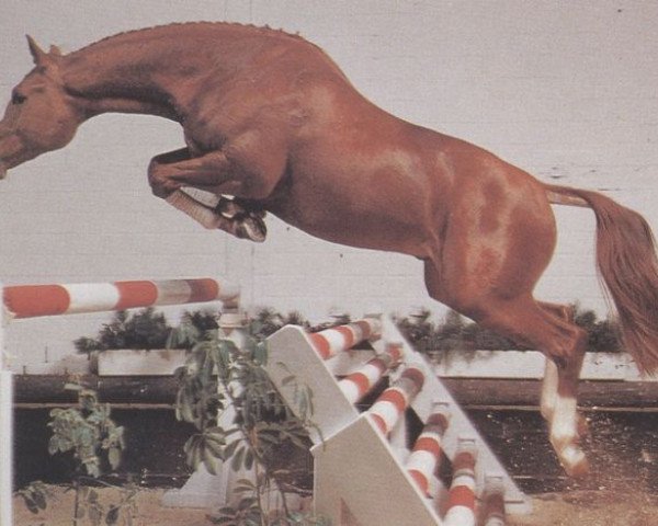 stallion Ampezzo (Oldenburg, 1985, from Alme Star)
