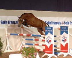 jumper Quartz de Brion (Selle Français, 2004, from Grain de Voltaire)