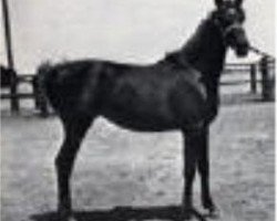 broodmare Medallela 1935 RAS (Arabian thoroughbred, 1935, from Awad 1918 RAS)