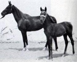 broodmare Khafifa 1925 RAS (Arabian thoroughbred, 1925, from Ibn Samhan 1919 RAS)